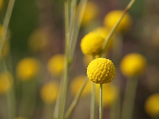 round yellow petals flower, craspedia