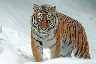 Bengal Tiger in snow during daytime HD wallpaper