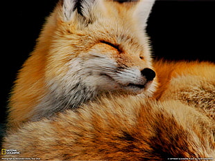 brown and white animal, animals, fox, National Geographic HD wallpaper