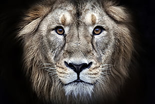 portrait photography of lion