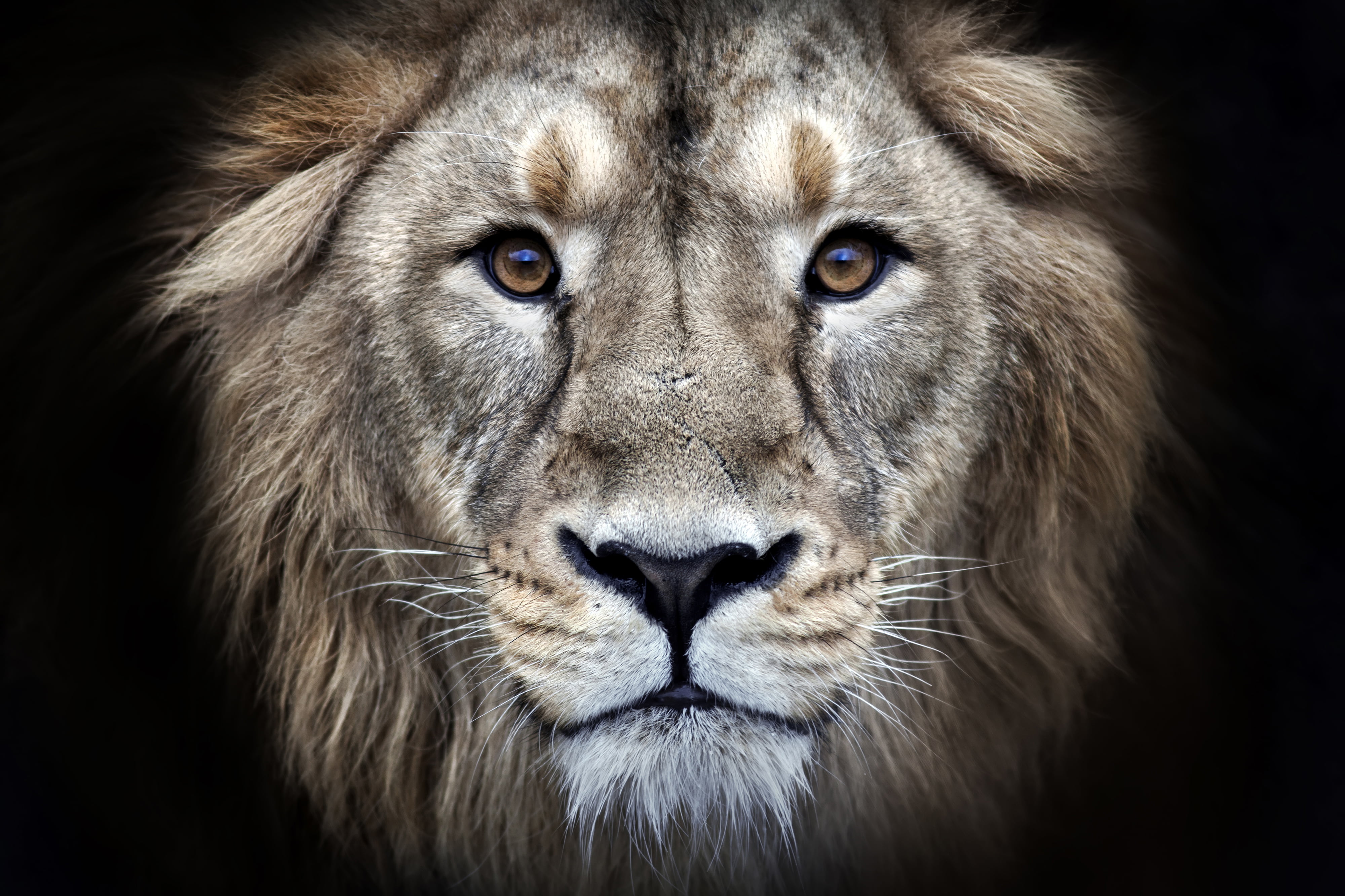 portrait photography of lion