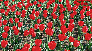 red tulip flowers in bloom at daytime