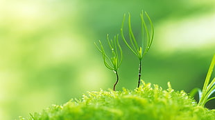 green plant photography HD wallpaper