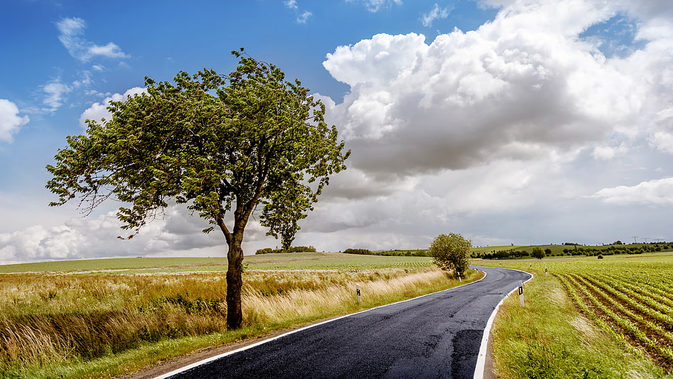 paved road between green grass field, trees, road, landscape, clouds HD wallpaper