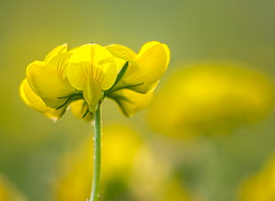 yellow Rapeseed flower in closeup photo