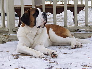 white and brown medium coated dog beside white wooden fence