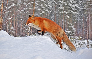 brown and white fox on snow covered field