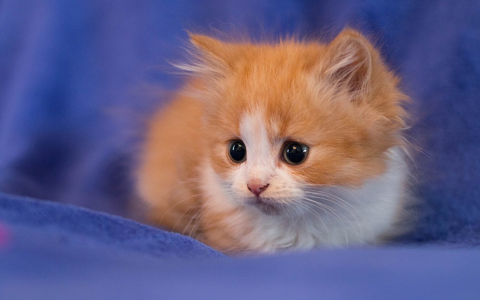 orange tabby kitten, cat, animals HD wallpaper