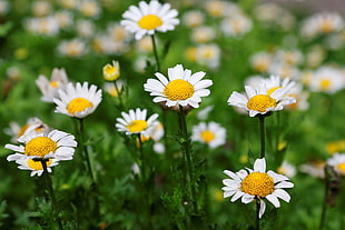 depth of field photography of daisy floers