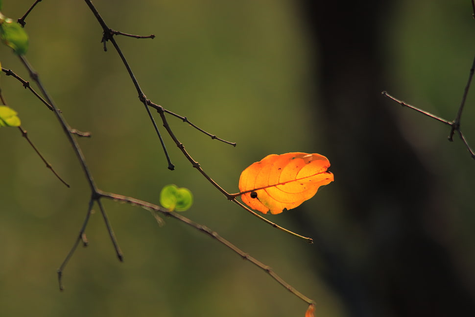 yellow leaf shallow capture photography HD wallpaper