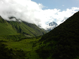 green grass field, Himalayas, India, valley, clouds HD wallpaper