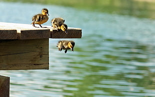 three ducklings, duck, jumping, water, nature