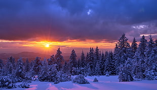 pine trees wallpaper, sunlight, sky, winter, nature