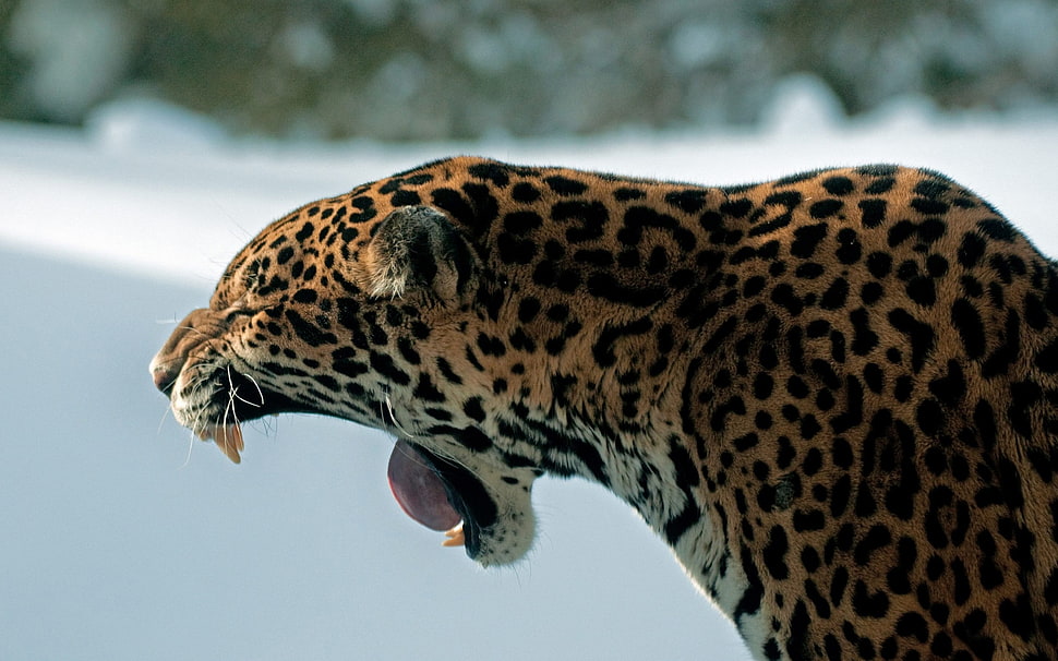 leopard HD wallpaper