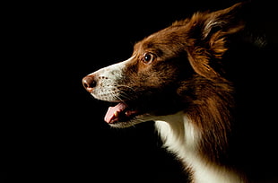 brown and white short-coated medium-sized dog
