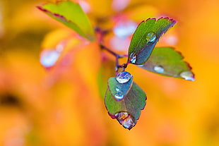 shallow focus photo of green leaf with water droplets