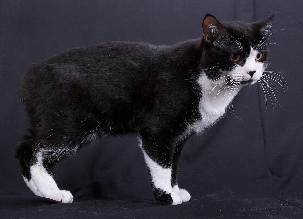 photo of tuxedo cat HD wallpaper