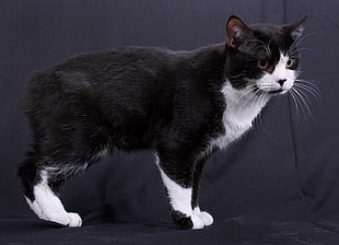 photo of tuxedo cat
