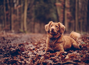 medium short-coated tan dog