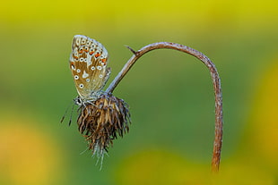 selective focus of brown butterfly on withered flower during daytime