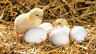 five eggs and two yellow chicks HD wallpaper