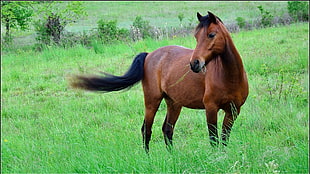 brown and black horse on grassland