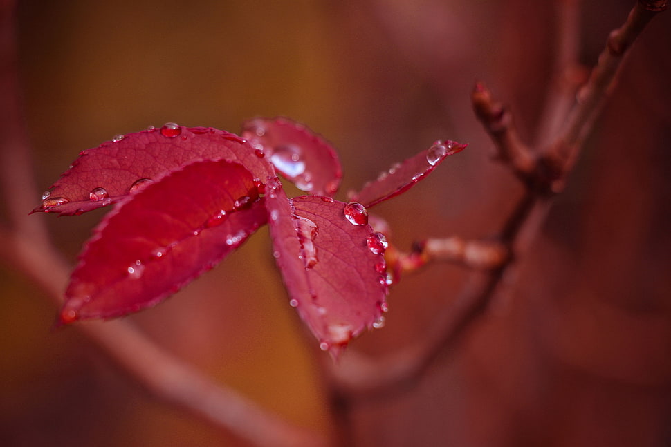 macro shot of green leaf HD wallpaper