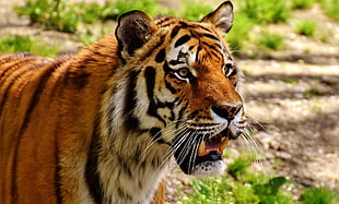bengal tiger, Tiger, Muzzle, Predator HD wallpaper