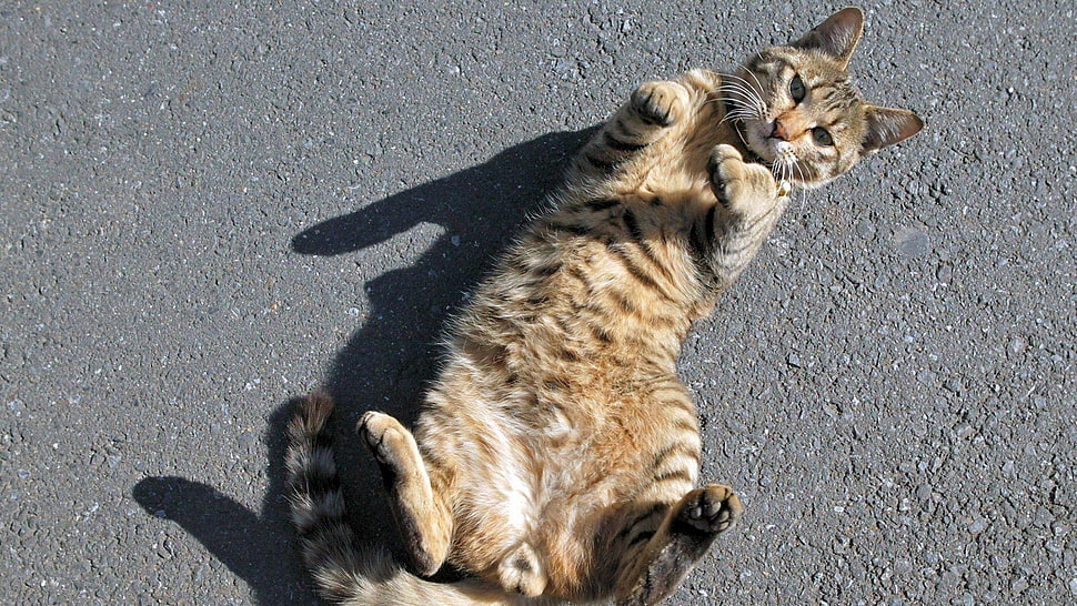 brown Tabby cat lying on ground HD wallpaper
