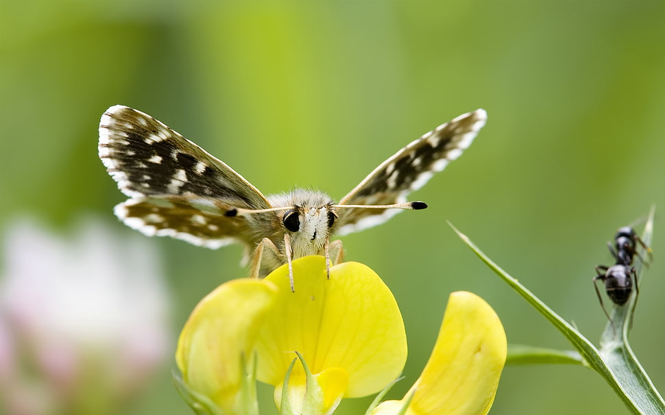 brown and black moth perching on yellow petaled flower HD wallpaper