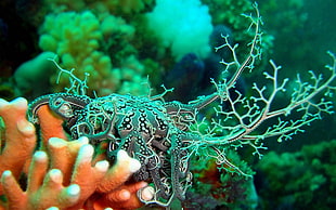 gray and black sea creature, Nudibranchia, underwater, coral HD wallpaper