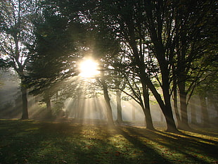 sun rays on green forest