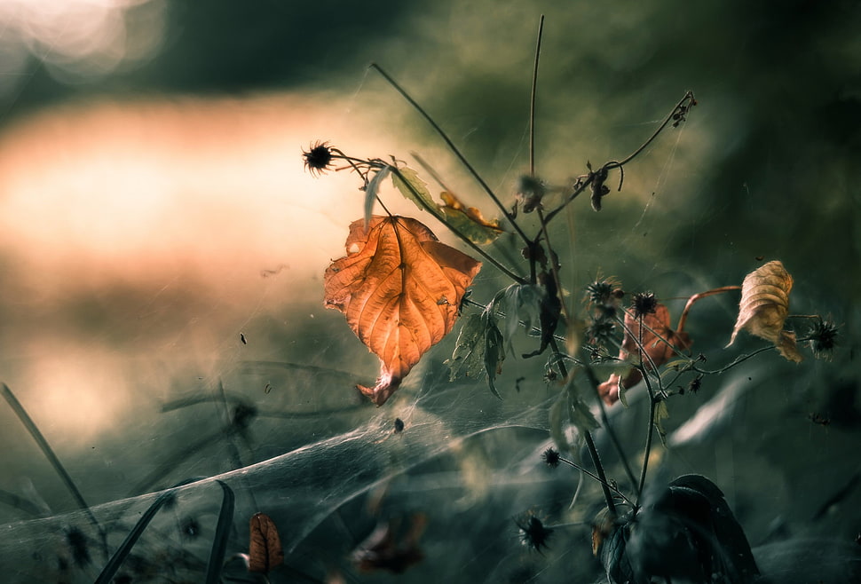 brown leafed plant illustration, fall, leaves, plants, macro HD wallpaper