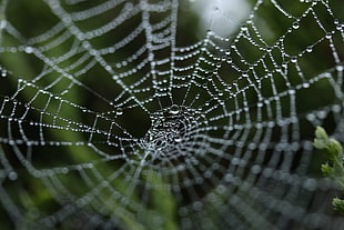 Shallow Focus spider web with morning dew HD wallpaper