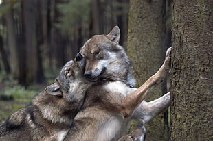 two brown wolves on forest scenery