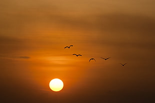 five birds flying during sunset