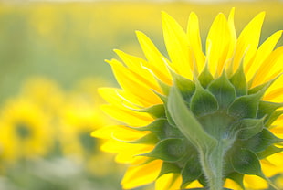 selective focus photography of Sunflower HD wallpaper
