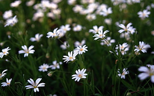 white petaled flower fields HD wallpaper