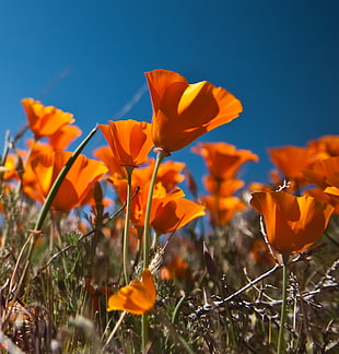 shallow focus photography of orange flowers under blue sky during daytime HD wallpaper