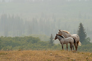 gray horses in field