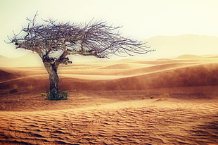 desert with tree HD wallpaper