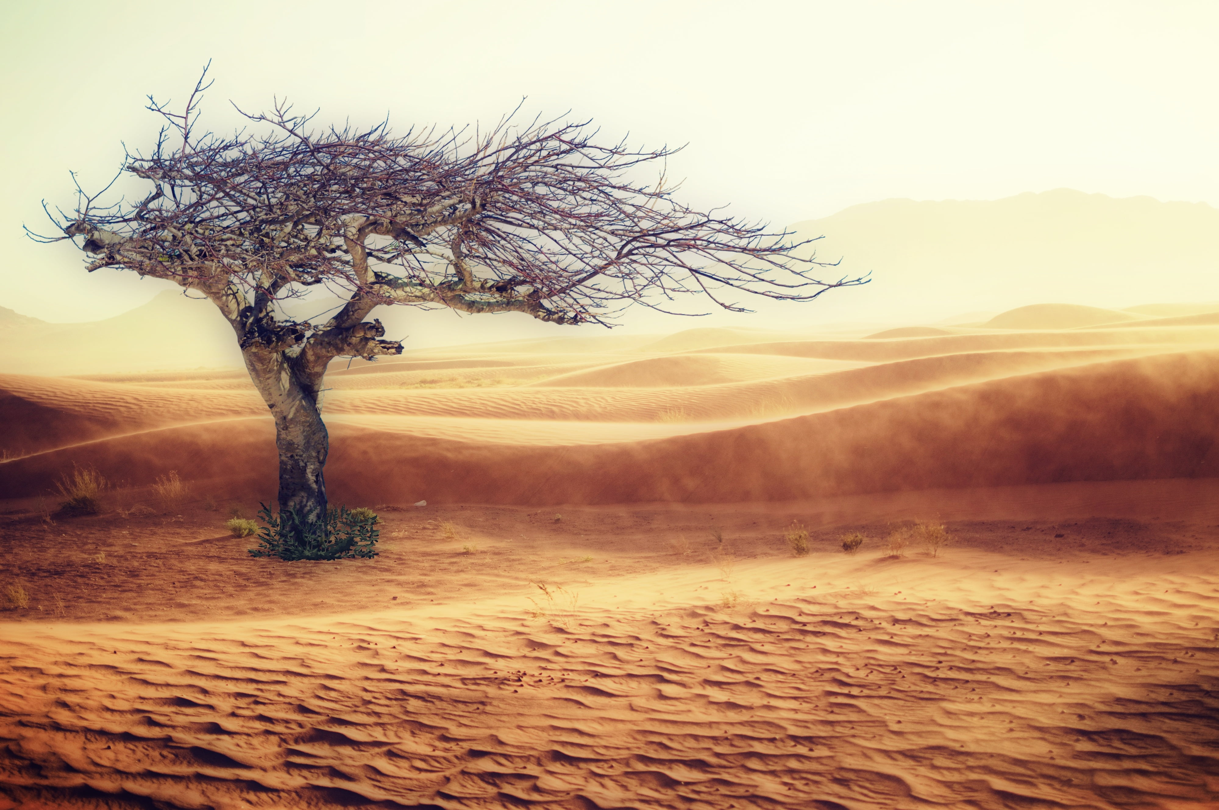desert with tree