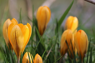 yellow crocus flowers during daytime close-up photography