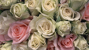 white and pink rose flowers lot