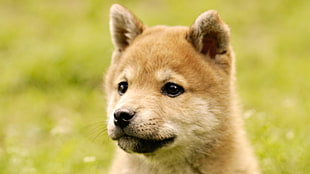 tan Shiba Inu puppy HD wallpaper