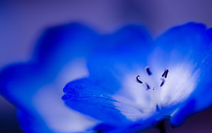close-up and focus photography of blue-and-white petaled flowers HD wallpaper