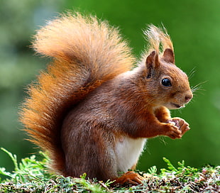 shallow focus photography of brown squirrel HD wallpaper