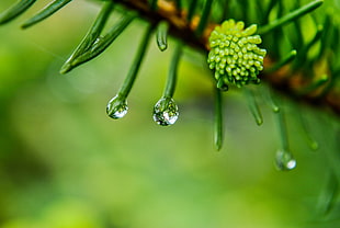 pine leaves with dewdrops selective focus photography