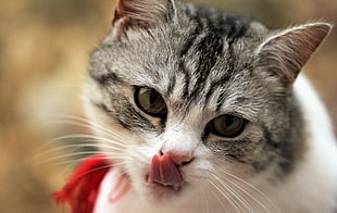 close up photography of silver tabby cat