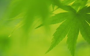 green cannabis leaf